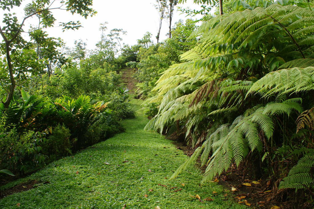 Arenal Waterfall Lodge Exteriör bild